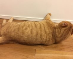 ペット猫のための床対策！フローリングや畳には注意が必要？