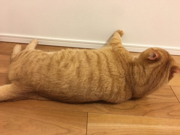 ペット猫のための床対策！フローリングや畳には注意が必要？